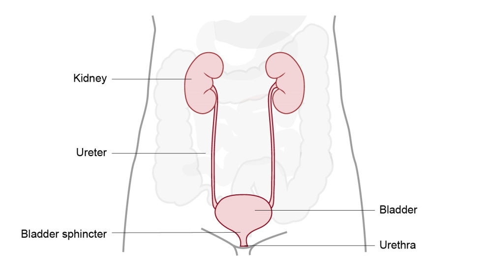 afbeelding urostoma