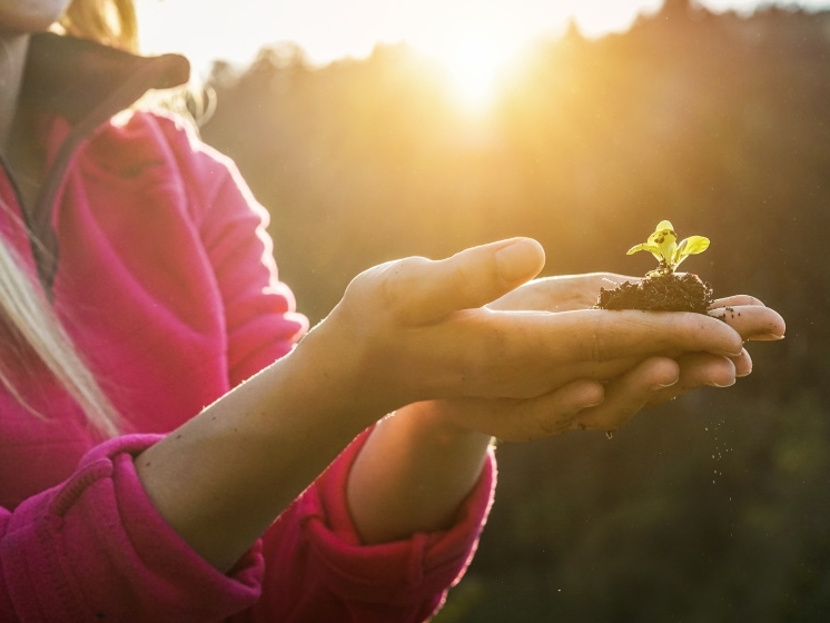 vrouw die plantje vasthoud in beide handen